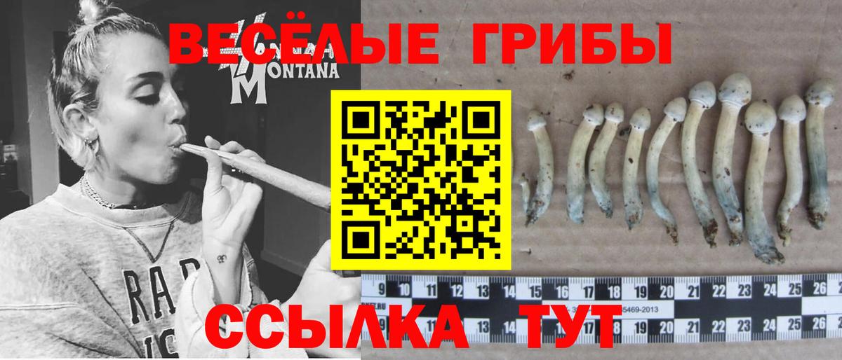 Сухой Лог  Псилоцибиновые грибы прущие грибы  Вход с VPN 